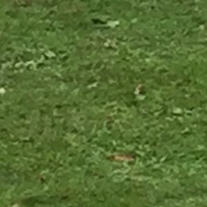 Meet your Posher, Saul